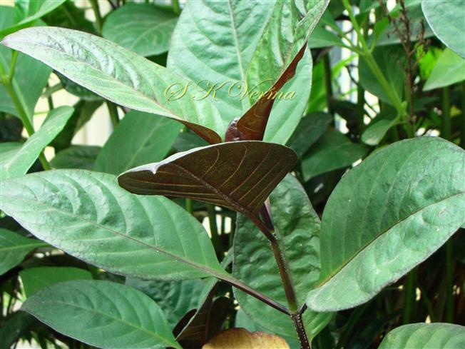  Leaves